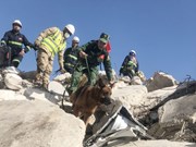 Sauvetage en Turquie : les chiens renifleurs du Vietnam détectent des victimes