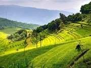 Réveiller le potentiel touristique des rizières en terrasses de Mien Doi à Hoa Binh
