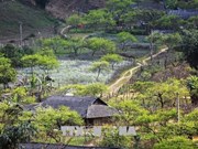 Explorer la beauté paisible et poétique du plateau de Moc Chau