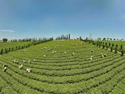 Lam Dong vise à développer durablement le secteur du thé