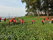 Binh Thuân lance la campagne Clean Up Day