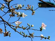 Blancheur pure des fleurs de bauhinie dans les rues de Son La