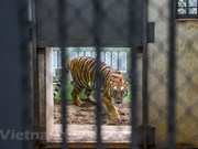Rencontre avec les soigneurs de tigres du zoo de Hanoi
