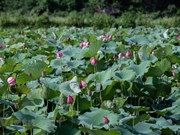 Une vallée de lotus en banlieue de Hanoï plaira à tous les romantiques 