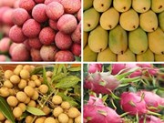 Le Vietnam cible plus de 5 milliards de dollars d’exportations de fruits en 2025