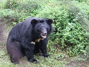 Ninh Binh développe le tourisme associé à la conservation des ours