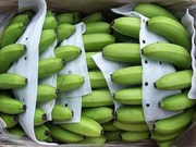 Le Vietnam voit ses exportations de bananes vers le Japon augmenter fortement