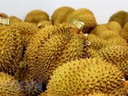 Les exportations de durian ont rapporté 1,63 milliard de dollars en 9 mois 
