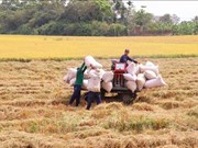 Les exportations de riz atteignent un niveau record depuis 1989 