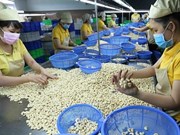 Le secteur vietnamien de la noix de cajou s’efforce de conserver sa première place mondiale