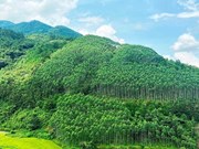 Le Vietnam gagne 51,5 millions de dollars grâce à la première vente de crédits de carbone forestier