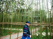 Une bambouseraie luxuriante au cœur de Hanoï