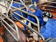  Le Vietnam réussit à cloner des cochons ventrus à partir de cellules somatiques 