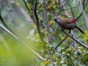 Contempler les oiseaux rares dans le parc national de Hoàng Liên