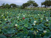 Poésie des lotus en banlieue de Hanoi