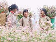 Hà Giang au temps de la floraison des champs de sarrasin 
