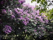 La spectaculaire floraison estivale des Bang Lang dans la capitale Hanoï