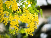 À Hanoï, des Cassia fistula fleurissent dans plusieurs rues