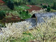 Le haut plateau karstique de Ha Giang à la saison de floraison des pruniers
