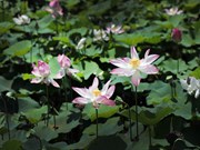 Saison de floraison des lotus à Ninh Binh