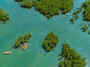 Ecotourisme de la mangrove de Đâm Bây à Nha Trang