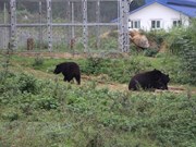 Un refuge sûr pour les ours à bile du Vietnam