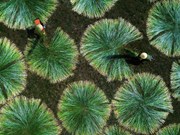 Saison de récolte de carex dans un village de tapis centenaire
