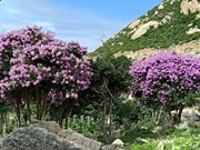 La route côtière de Ninh Thuan brille de fleurs de myrte de crêpe violet