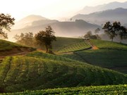 Admirer les belles collines de thé de Long Coc à Phu Tho au lever du soleil
