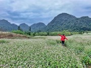 Champs de fleurs de sarrasin: un site incontournable pour prendre de photos à Ha Giang
