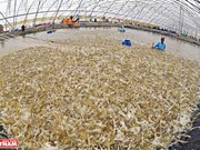 Les centres d’exportation de crevettes du Vietnam s’affirment 