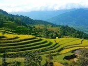 Moisson d’or sur les rizières en terrasses à Hoàng Su Phi 