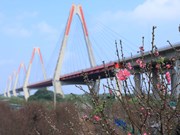 Les fleurs de pêcher de Nhât Tân