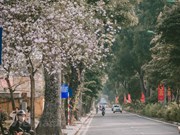 Les fleurs de bauhinie s'épanouissent dans les rues de Hanoï