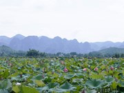 Perdu dans la magnifique vallée des lotus en banlieue de Hanoï