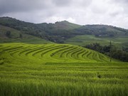 Le charme des rizières en terrasses dans la province montagneuse de Hoa Binh