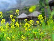 Ha Giang en saison des fleurs de canola jaune 