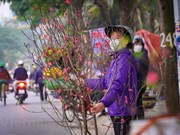 Les vendeurs de fleurs de pêcher s'inquiètent de la faible demande à Hanoï