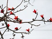 La spectaculaire floraison des kapokiers à Hoa Binh