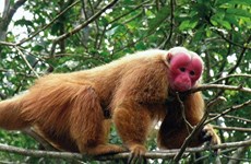 Quang Binh reçoit un macaque à face rouge 