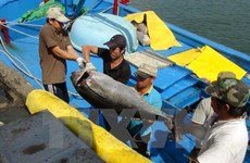 L’entreprise japonaise Hokugan s’intéresse au traitement du thon au Vietnam