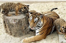 Le Vietnam ne recense que  20 tigres d'Indochine