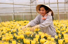 Ho Chi Minh-Ville-Pays-Bas : coopération renforcée dans l'agriculture 