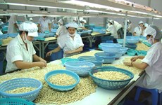 Hausse de 18% des exportations vietnamiennes de noix de cajou 