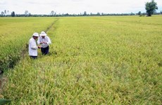 Ha Nam: production expérimentale du riz Japonica