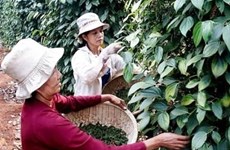 Etats-Unis, le plus grand débouché pour le poivre vietnamien 