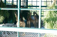 Installation de 200 animaux rares au Vinpearl Safari Phu Quoc