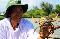 Le crabe de Nam Can de Cà Mau devient une marque commerciale  
