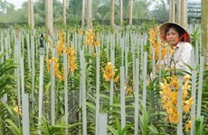 Découverte de huit nouvelles espèces d’orchidée au Tay Nguyen