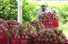 Bond des exportations nationales de fruits et légumes en 2015